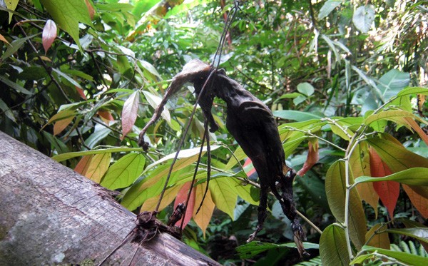 Một con vật tội nghiệp ở rừng Tây Giang (Quảng Nam) này có lẽ bị dính bẫy từ nhiều tháng, chết khô giữa rừng già.